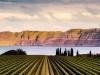 Grapes & Scenic Escapes: The Kiwi Wine Expedition