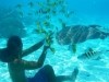 Shark and Ray Snorkeling Safari Bora Bora