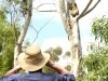 Koalas & Kangaroos IN THE WILD