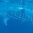 Whale Sharks & Wilderness